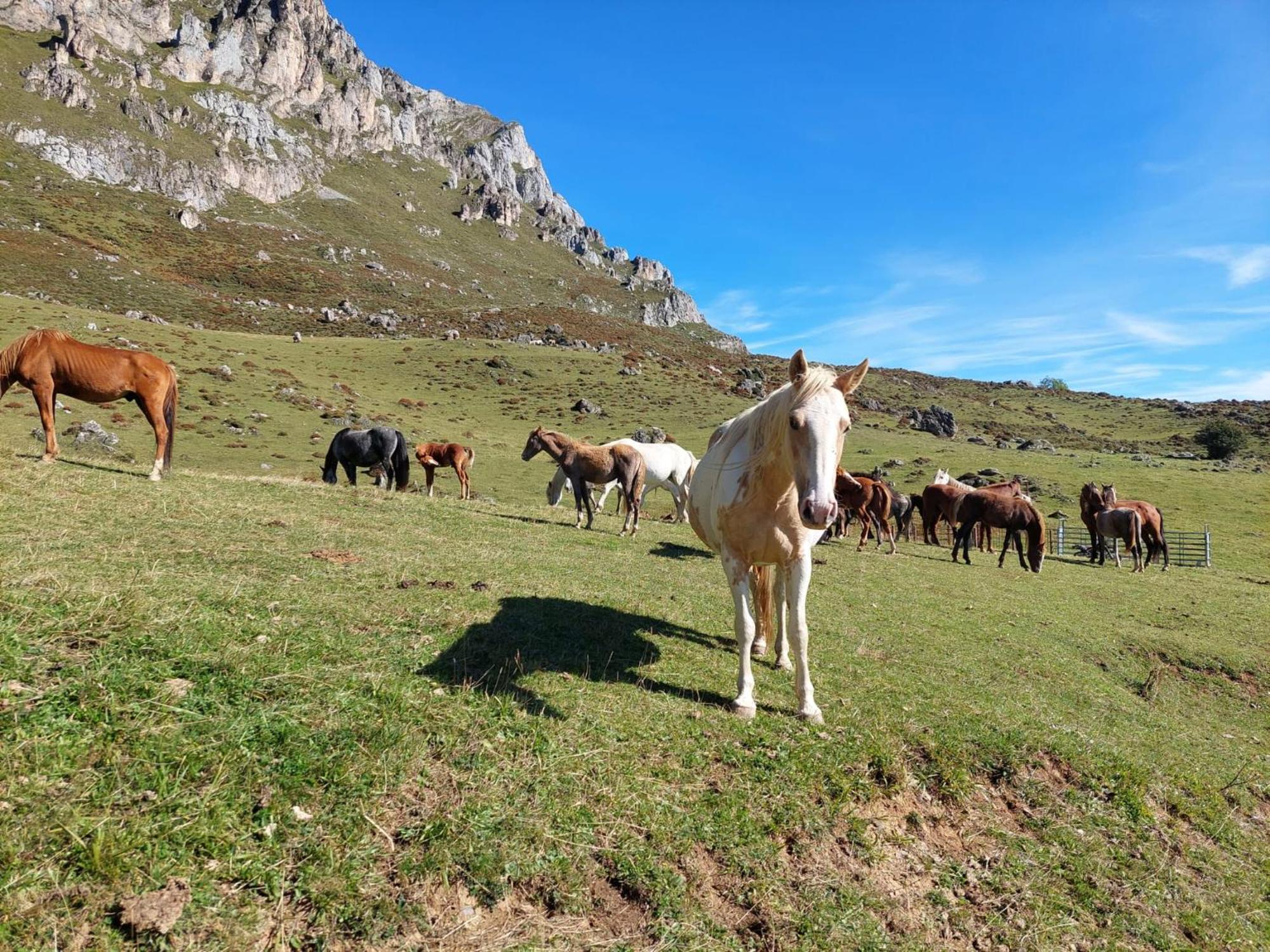 Hosteria Picos De Europa 波特斯 外观 照片